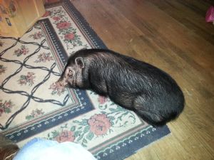 Click for Large Version