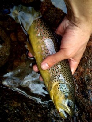 Click for Large Version