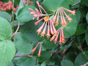 Click for Large Version