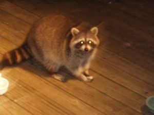 Click for Large Version