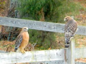 Click for Large Version