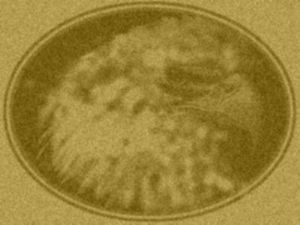 Click for Large Version