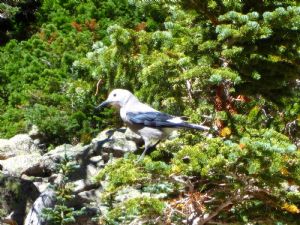 Click for Large Version