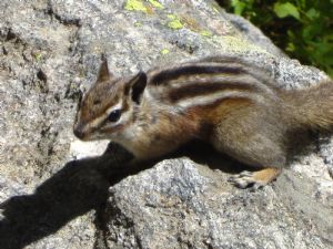 Click for Large Version