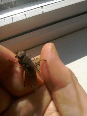 Click for Large Version