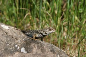 Click for Large Version