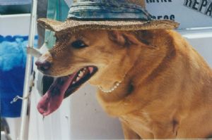 Click for Large Version