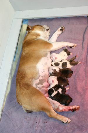 Click for Large Version