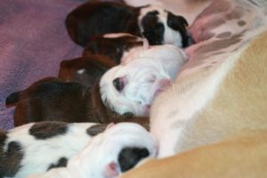 Click for Large Version