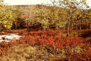 Click for Large Version