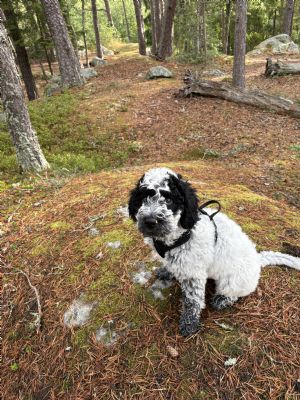 Click for Large Version