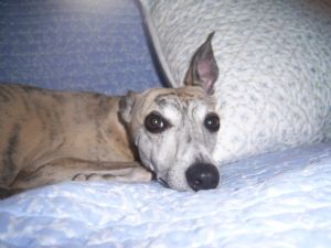 Click for Large Version