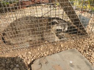 Click for Large Version