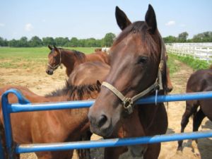 Click for Large Version