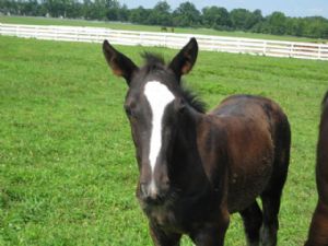 Click for Large Version