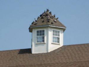 Click for Large Version