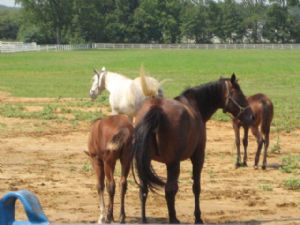 Click for Large Version