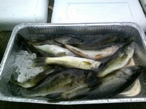 Click for Large Version