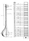 Click to Enlarge