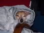 sighthound