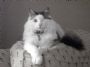OneEyedCat