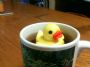 Duckinacup