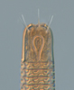 nematomorph