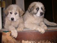 View PyrPups' Homepage