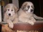 PyrPups