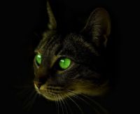 View feralcat's Homepage
