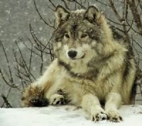 View NativeWolf's Homepage