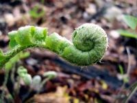 View Mainefiddlehead's Homepage