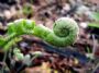 Mainefiddlehead