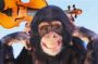 flyboy