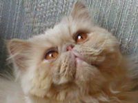 View cat hates my fiddle's Homepage