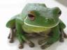 View Dawros Frog's Homepage