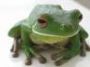 Dawros Frog