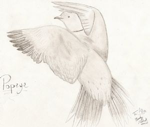 Click for Large Version