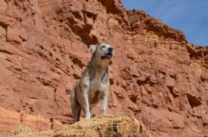 Click for Large Version