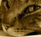 Click for Large Version