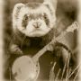 sdbanjo