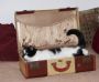 jaycat