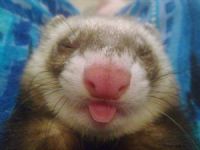 View ferret's Homepage