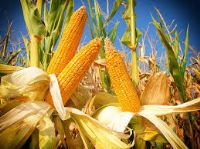 View Cornfield's Homepage