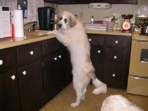 Click for Large Version