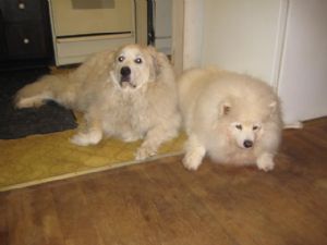 Click for Large Version